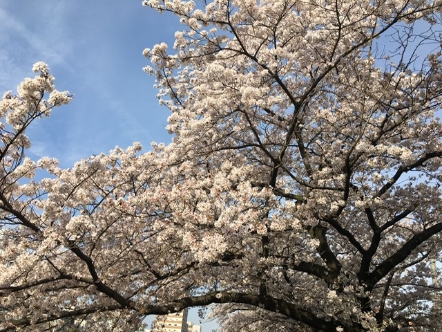 桜1
